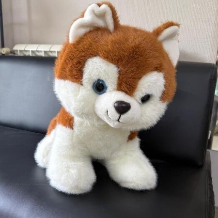 دب كلب هاسكي